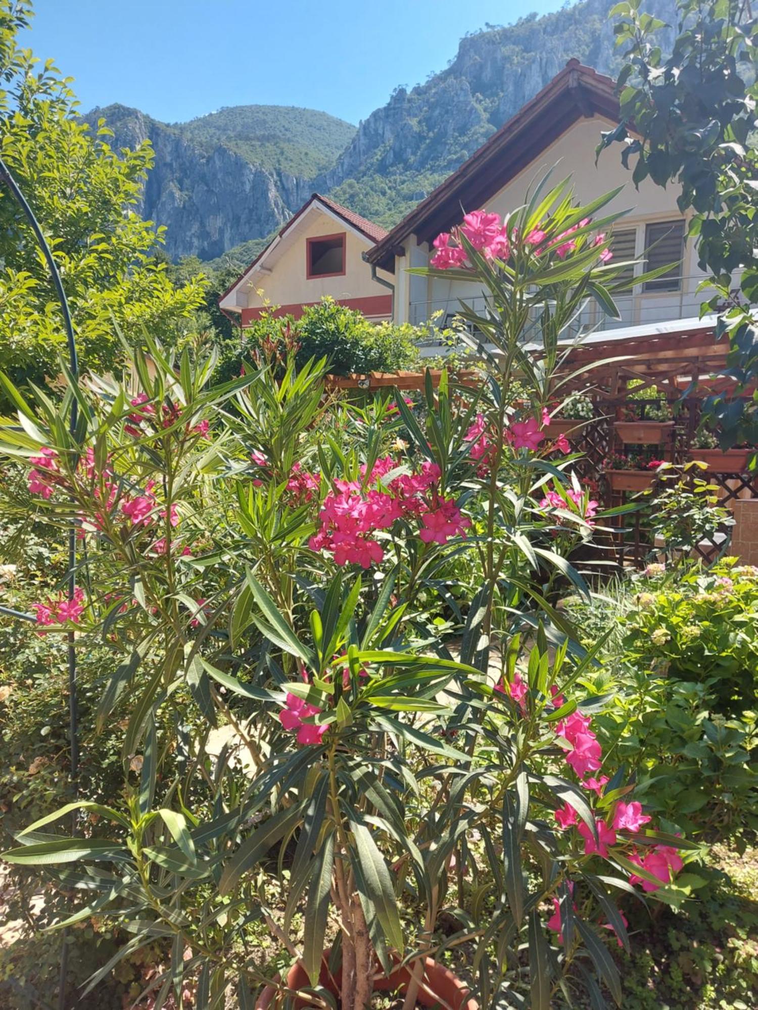 伯伊莱海尔库拉内 伊甸园旅馆酒店 外观 照片