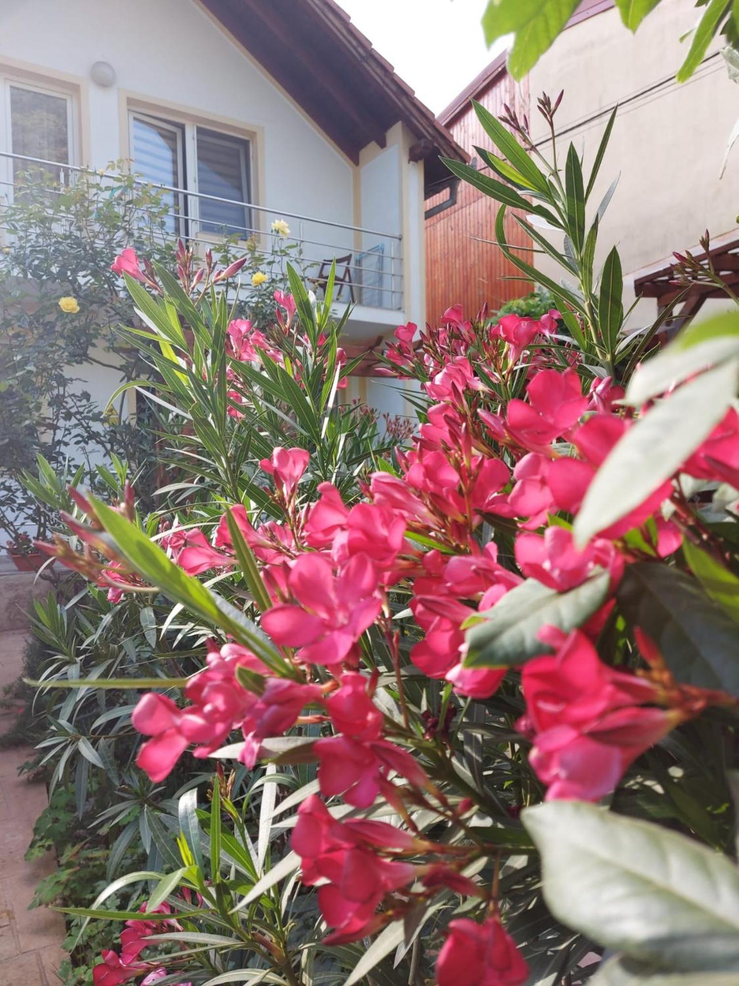 伯伊莱海尔库拉内 伊甸园旅馆酒店 外观 照片